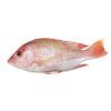 Picture of Red Snapper Fish (Cleaned)